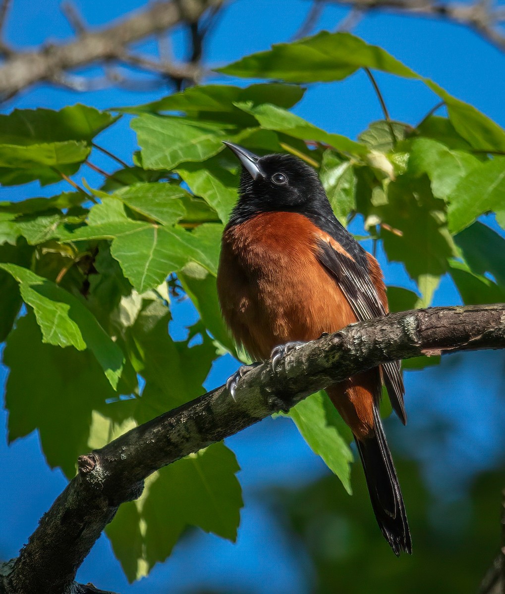 Orchard Oriole - ML618626832