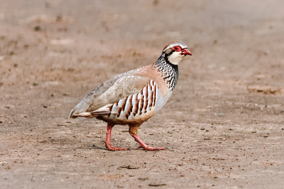Red-legged Partridge - ML618626833