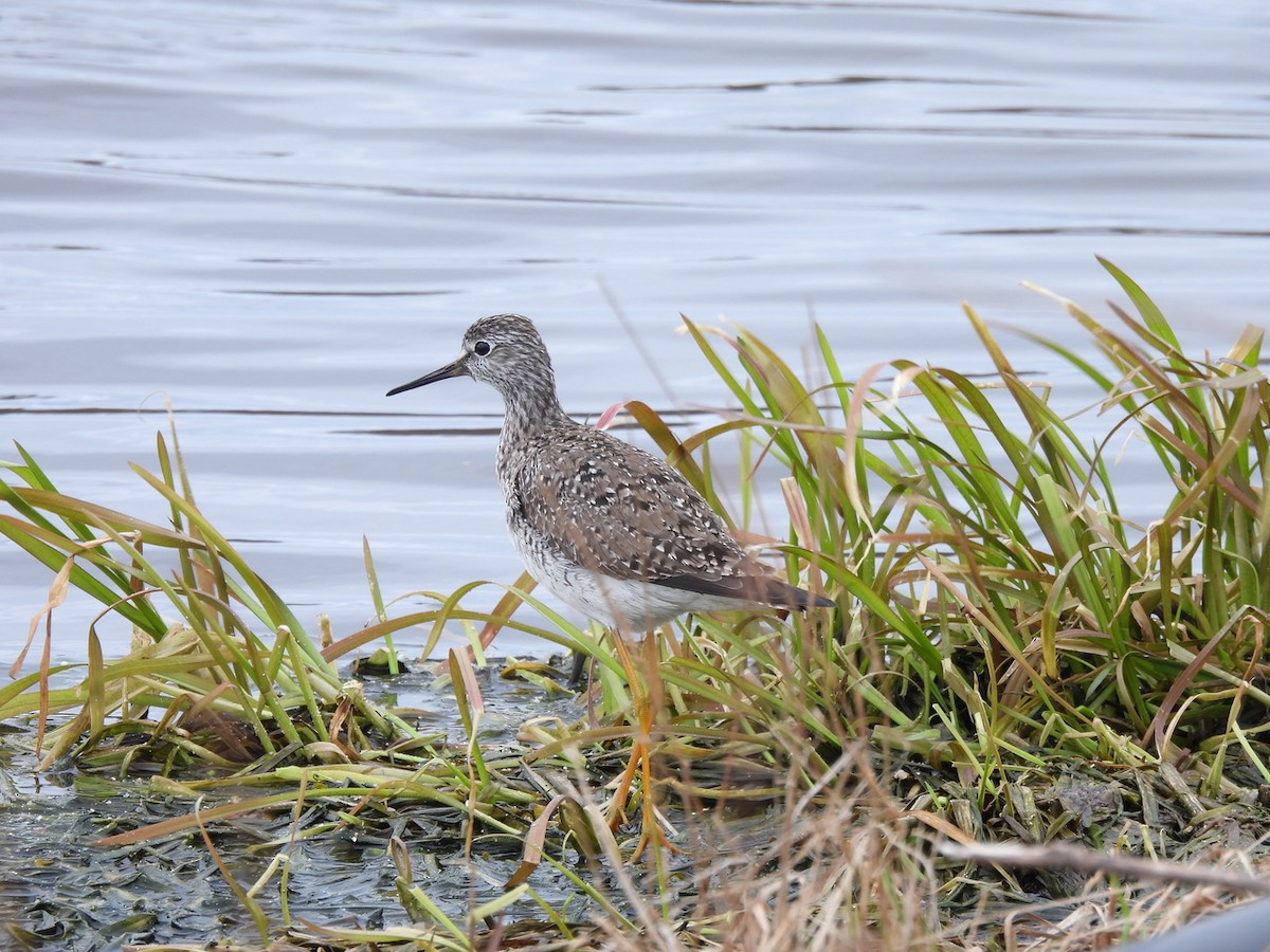 Lesser Yellowlegs - ML618626841