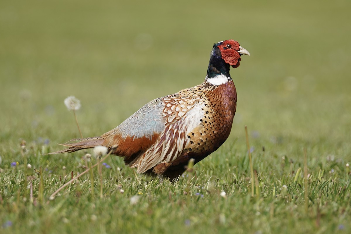 Ring-necked Pheasant - ML618626865