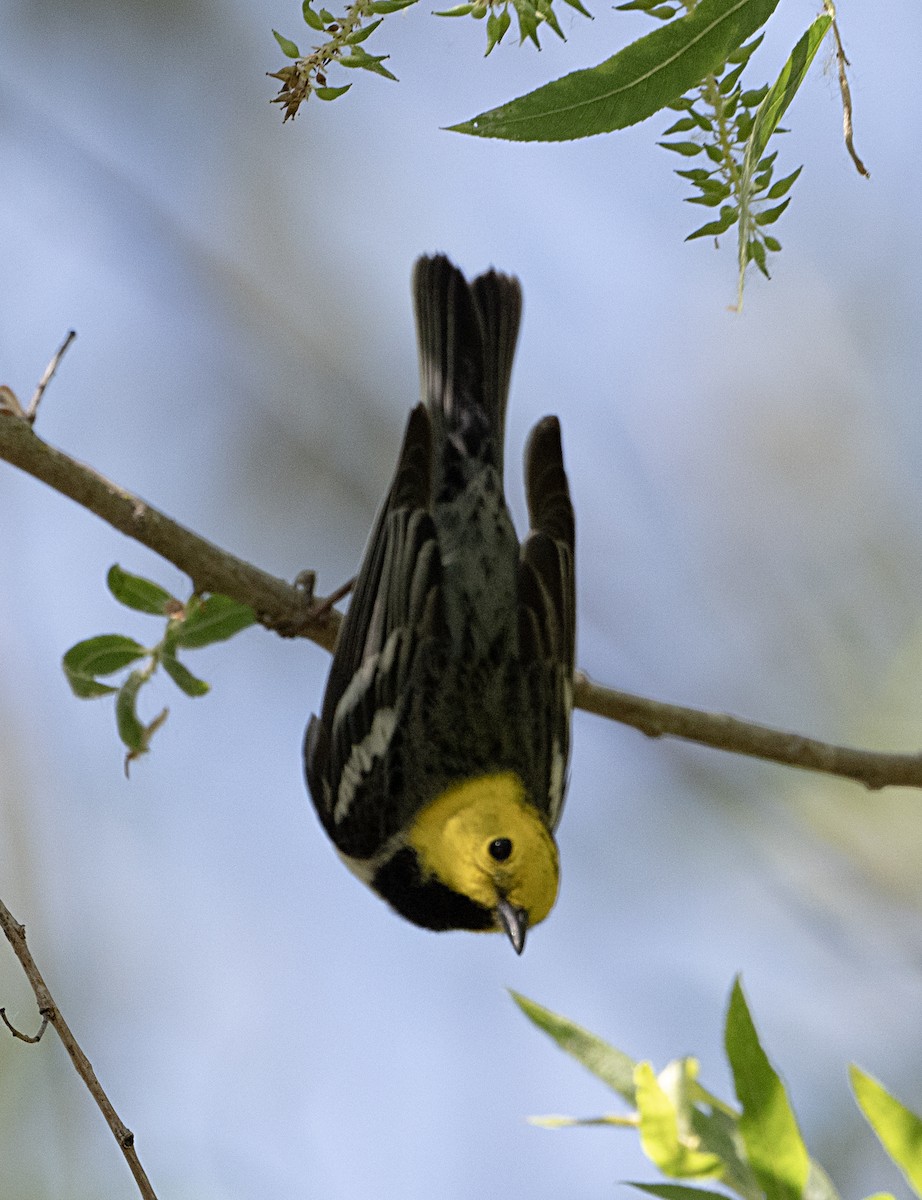 Townsend's x Hermit Warbler (hybrid) - Terry  Hurst