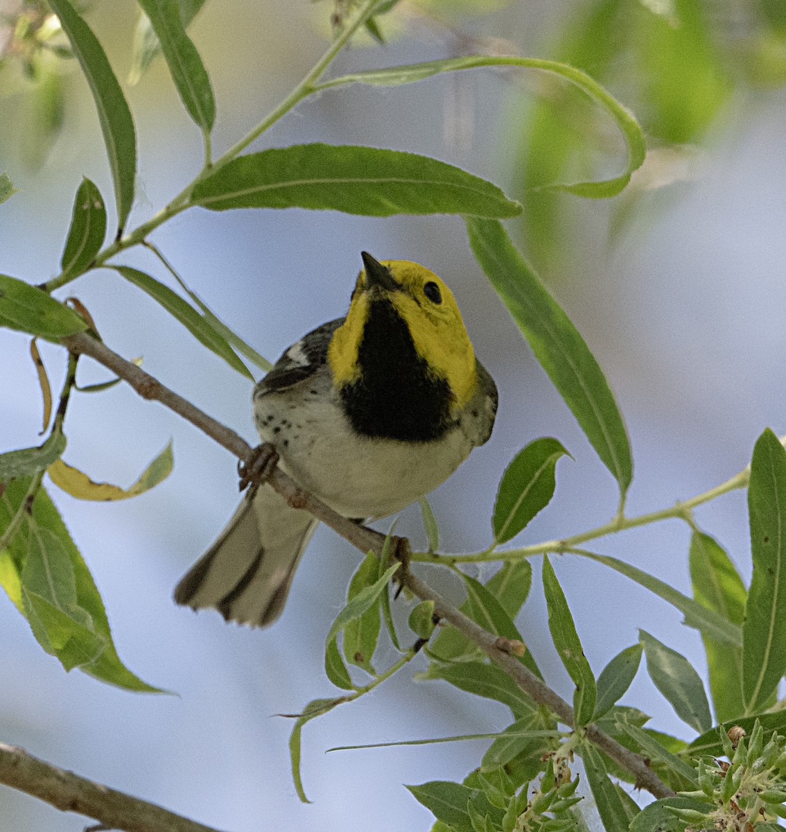 Townsend's x Hermit Warbler (hybrid) - Terry  Hurst