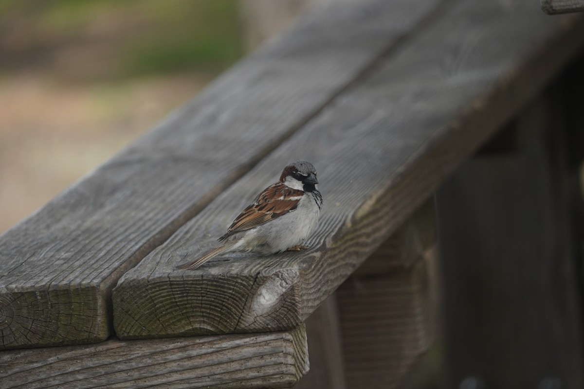 House Sparrow - Daniel Pinelli