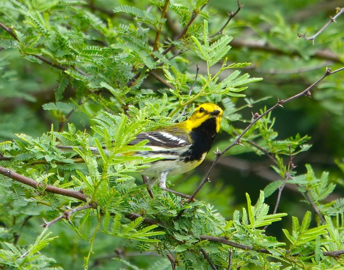 Black-throated Green Warbler - ML618626925