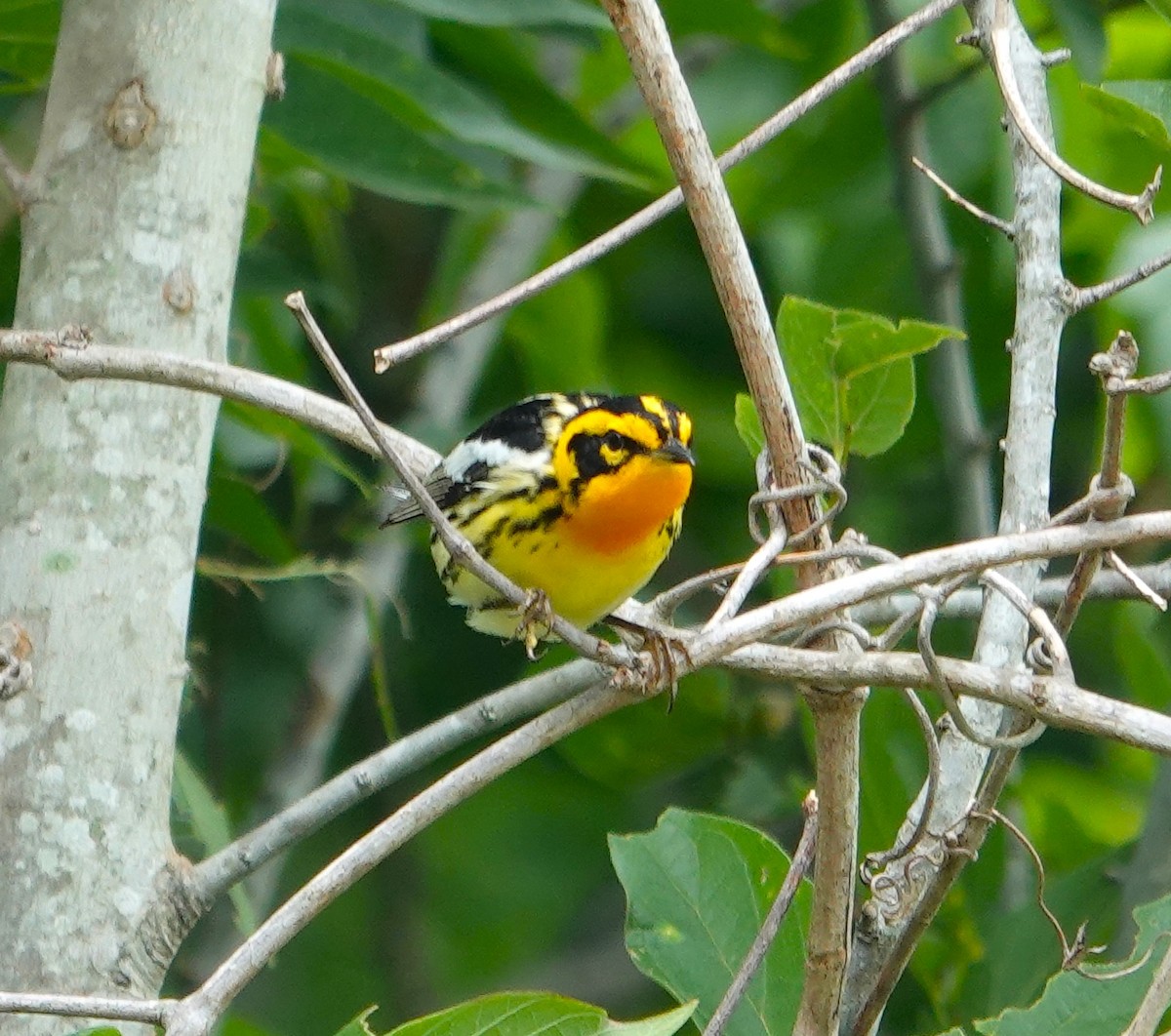 Blackburnian Warbler - ML618626990