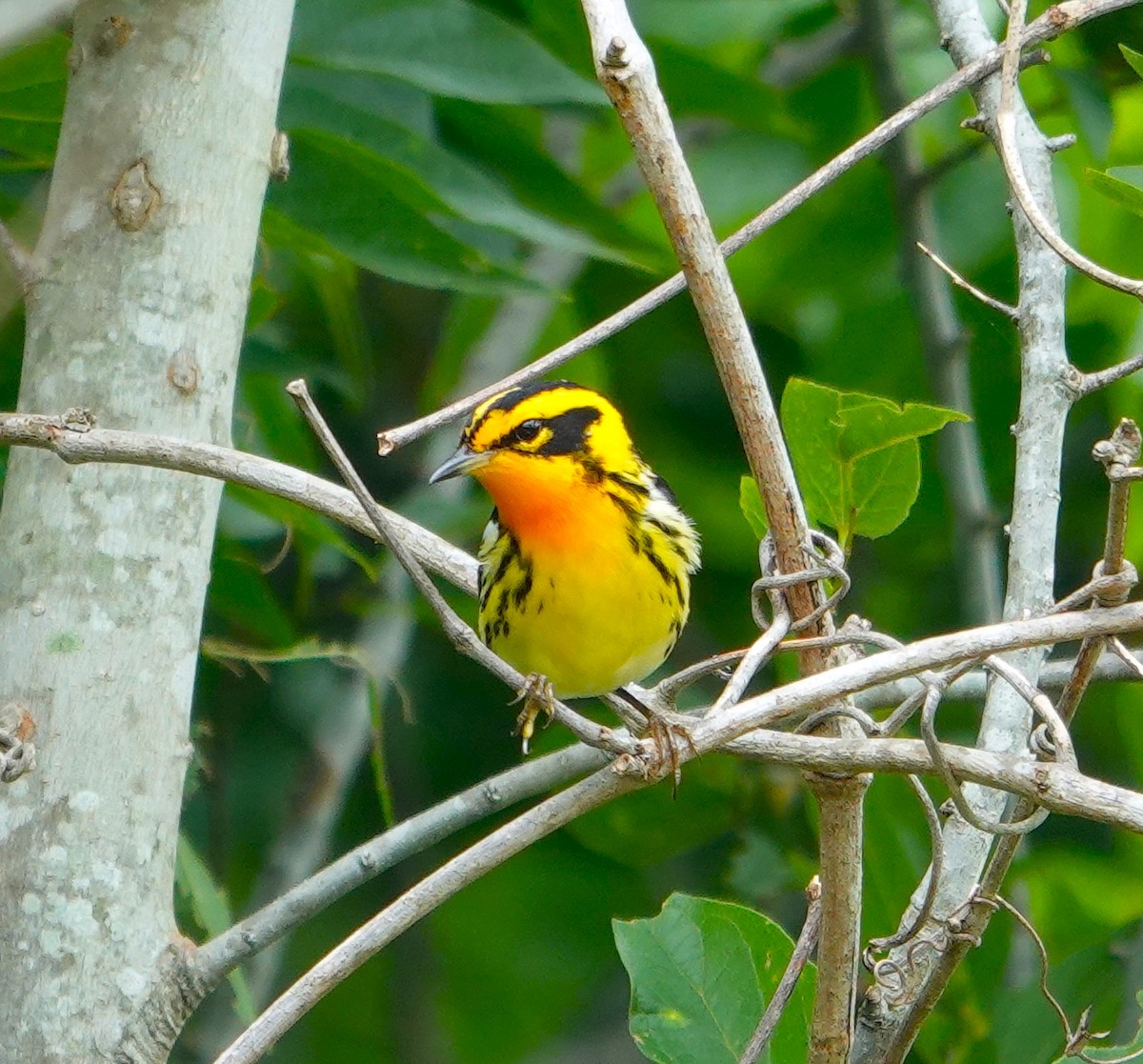 Blackburnian Warbler - ML618626991