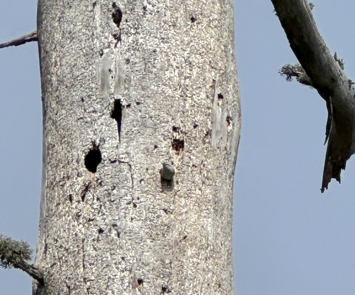 Corsican Nuthatch - ML618627021