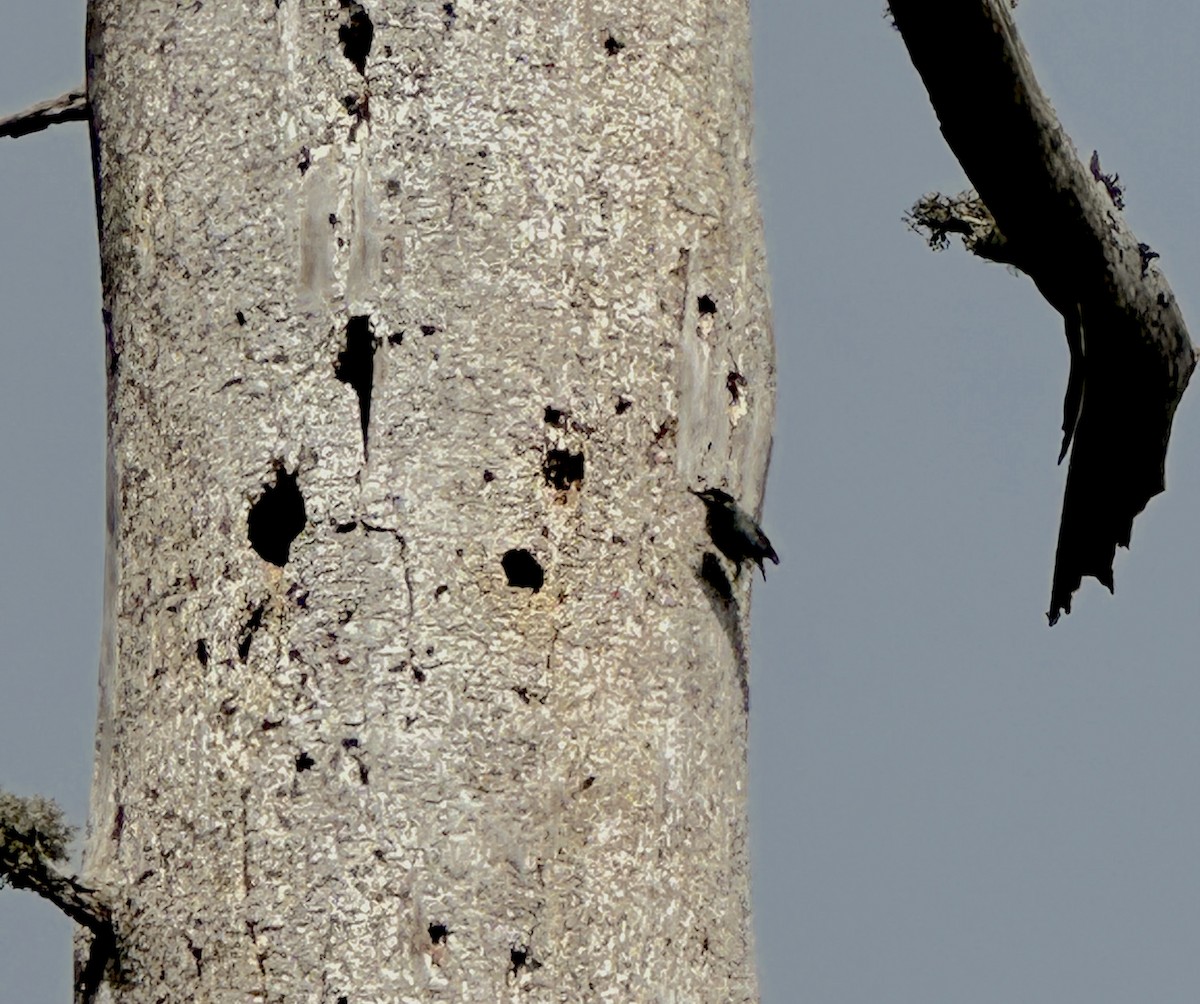 Corsican Nuthatch - ML618627028