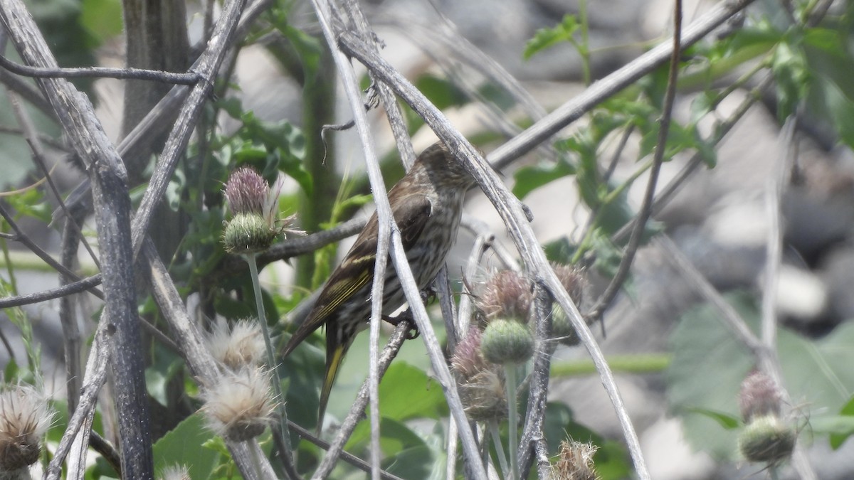 Pine Siskin - Brandon Nooner