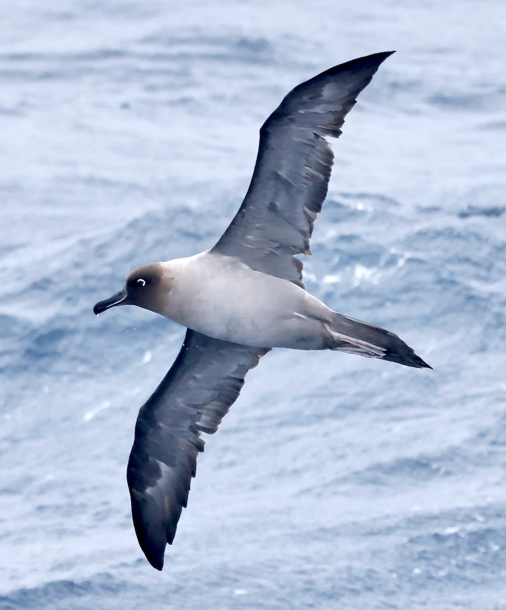 Light-mantled Albatross - Robert Wallace