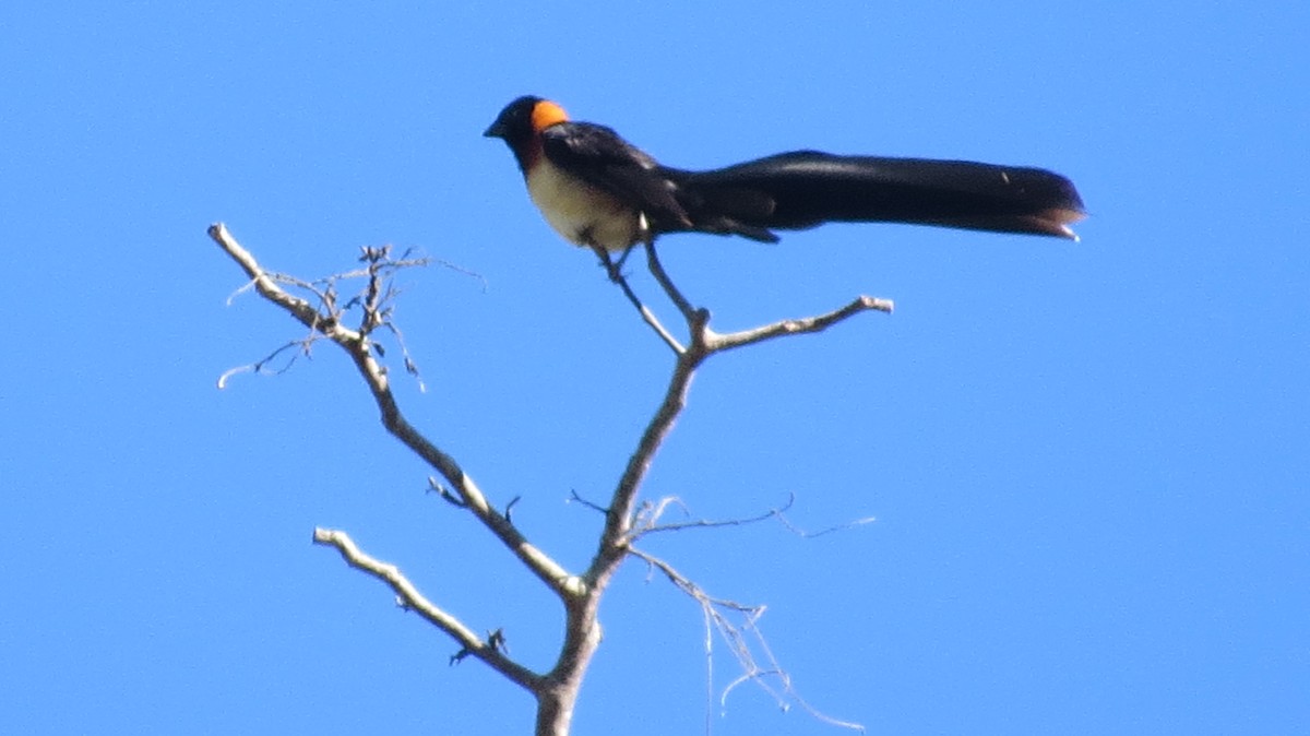 Broad-tailed Paradise-Whydah - ML618627095
