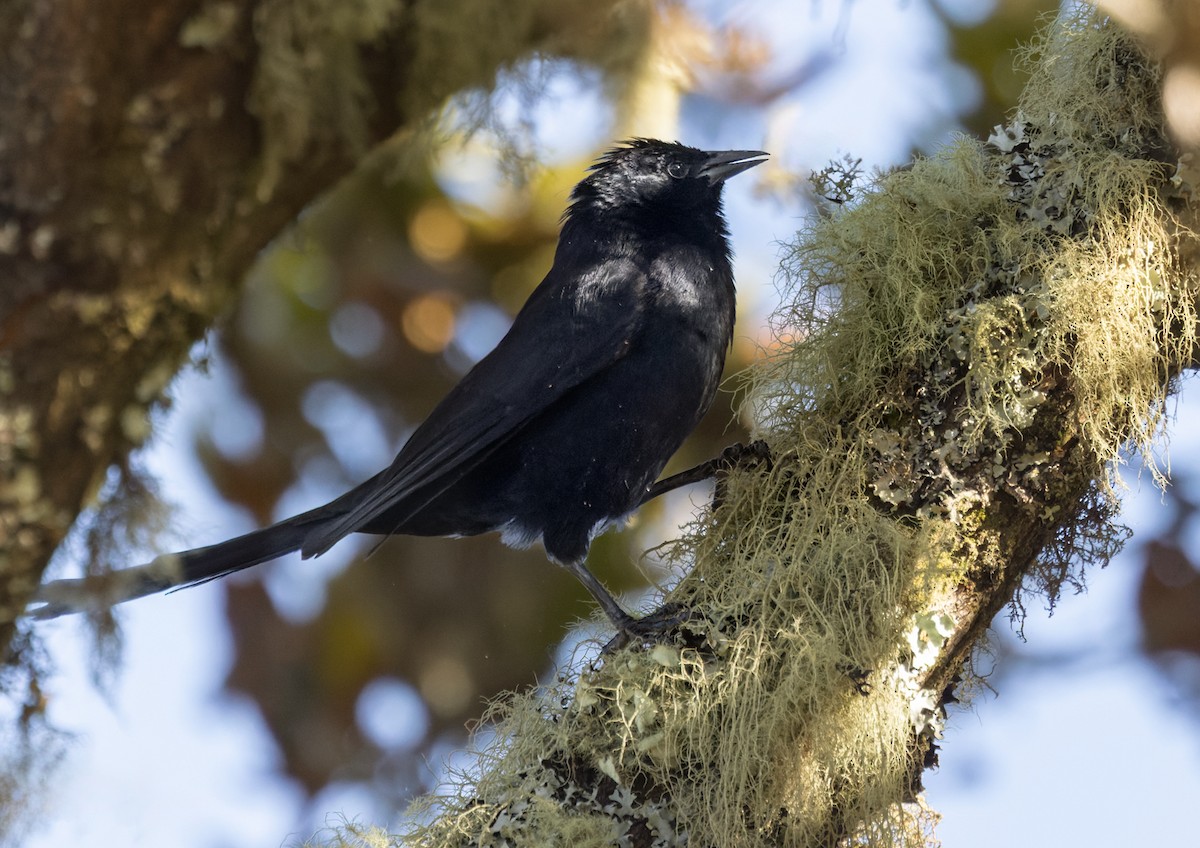 Mountain Grackle - ML618627109