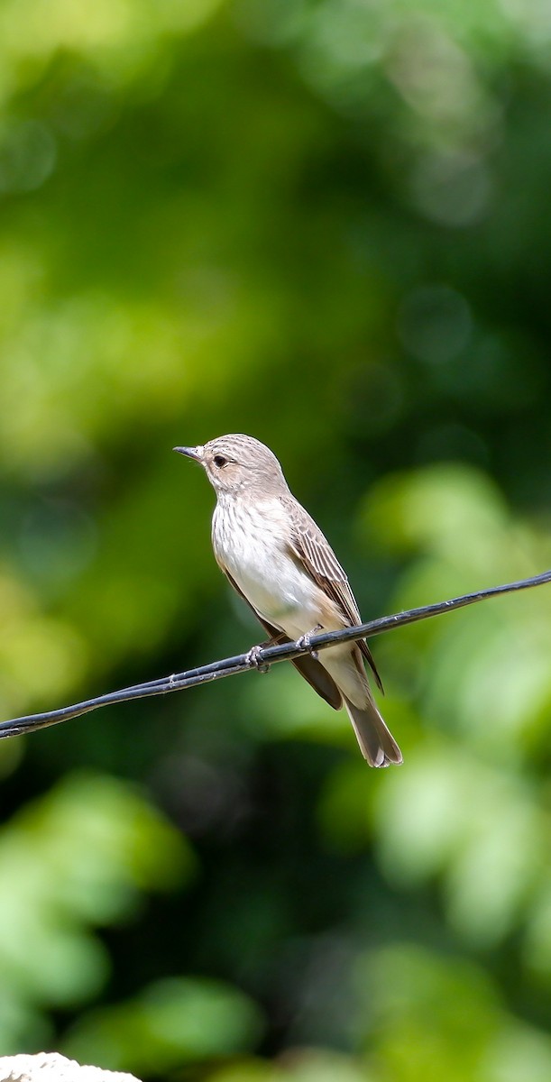 Spotted Flycatcher - Mehmet Erarslan