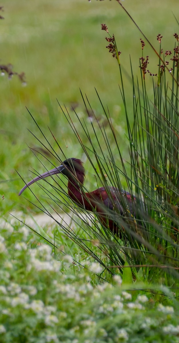 Glossy Ibis - Mehmet Erarslan