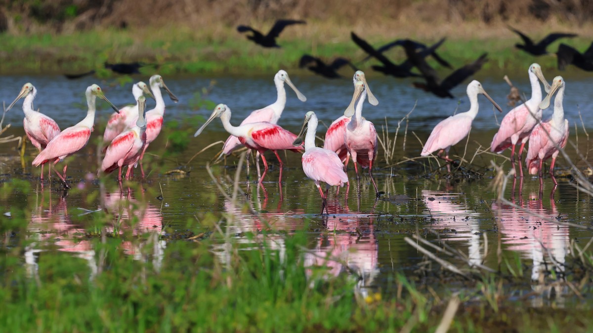 Roseate Spoonbill - ML618627254