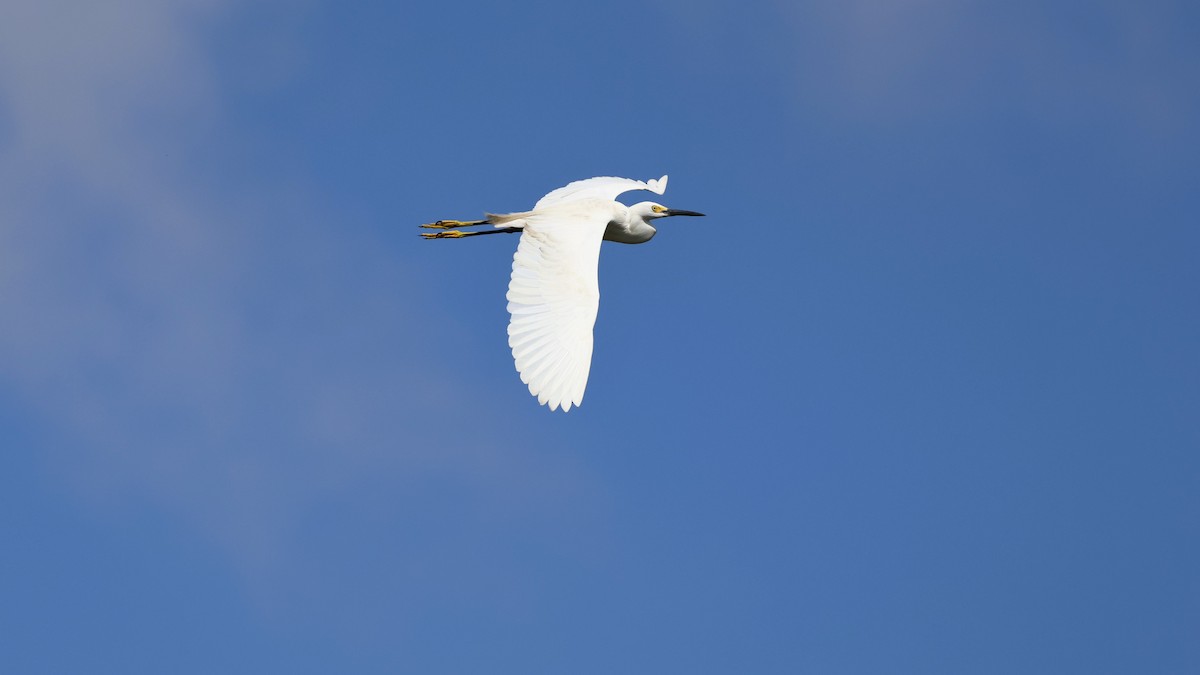 Snowy Egret - ML618627283