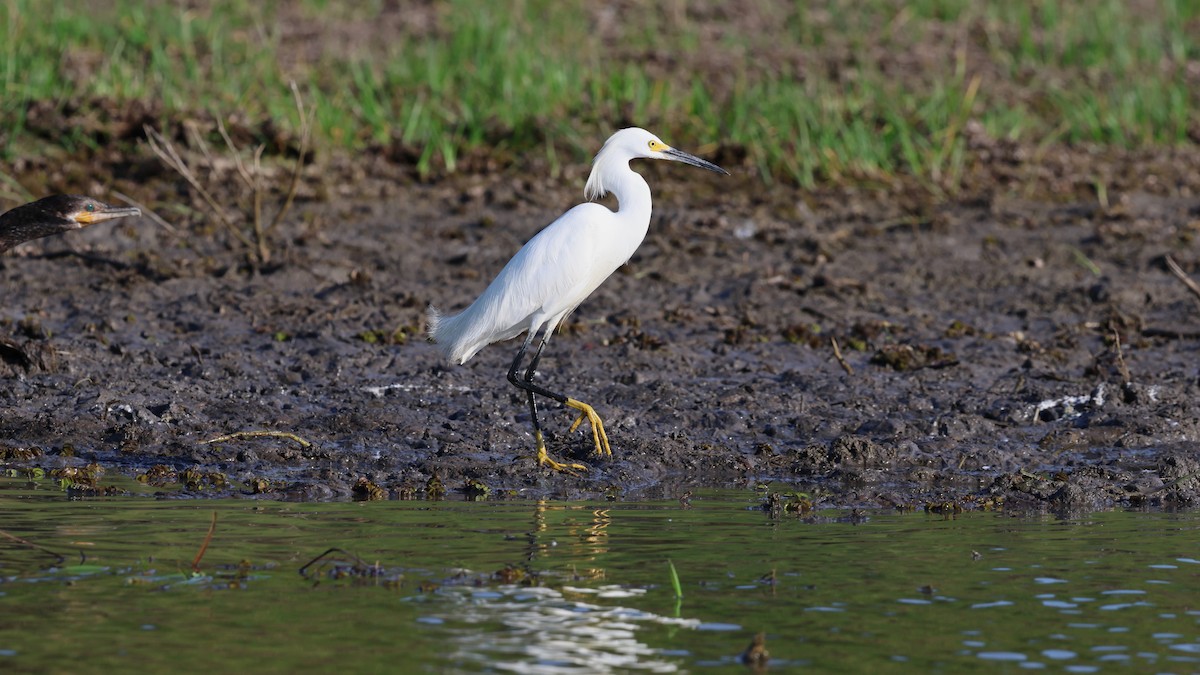 Snowy Egret - ML618627284