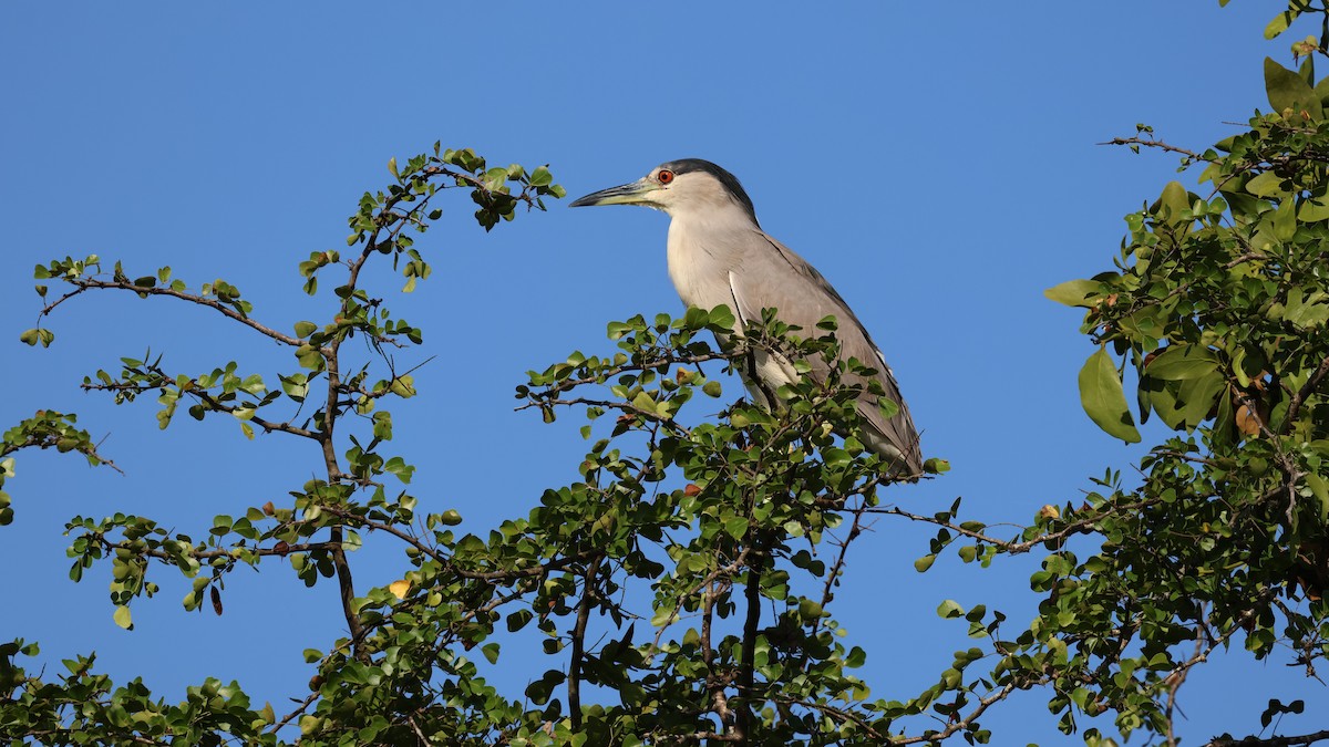 Black-crowned Night Heron - ML618627291