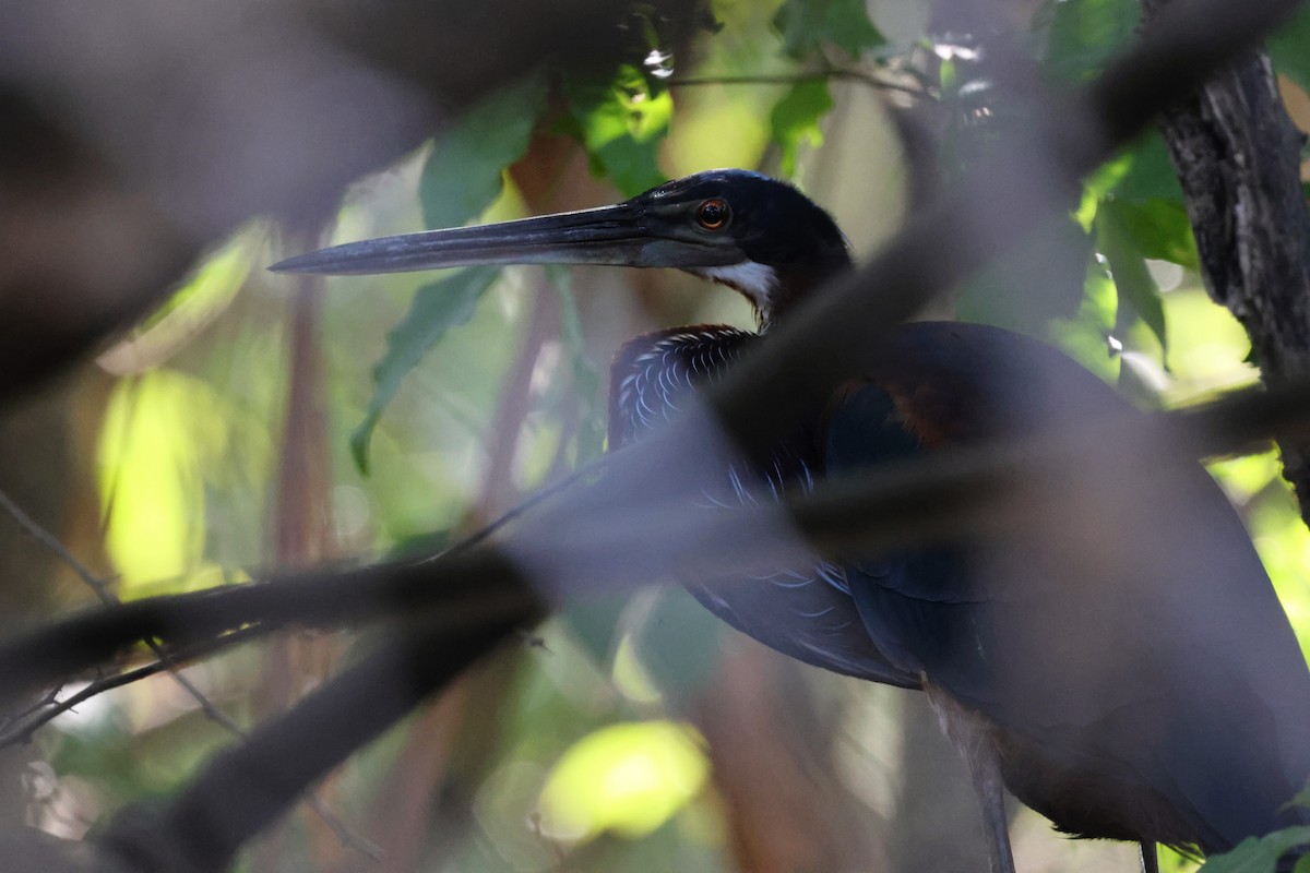 Agami Heron - ML618627309