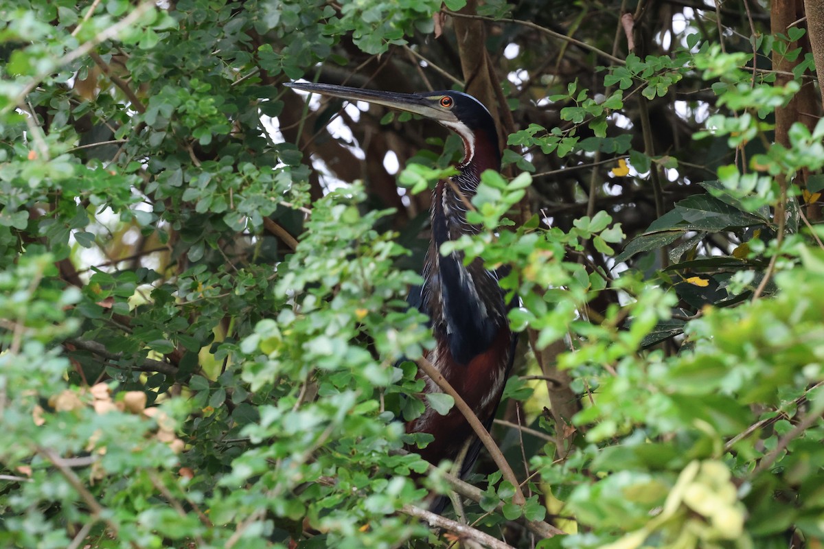 Agami Heron - ML618627310