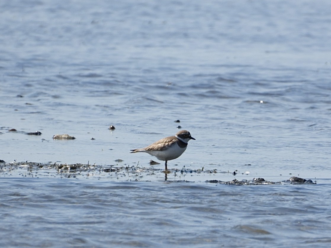 Little Ringed Plover - ML618627334