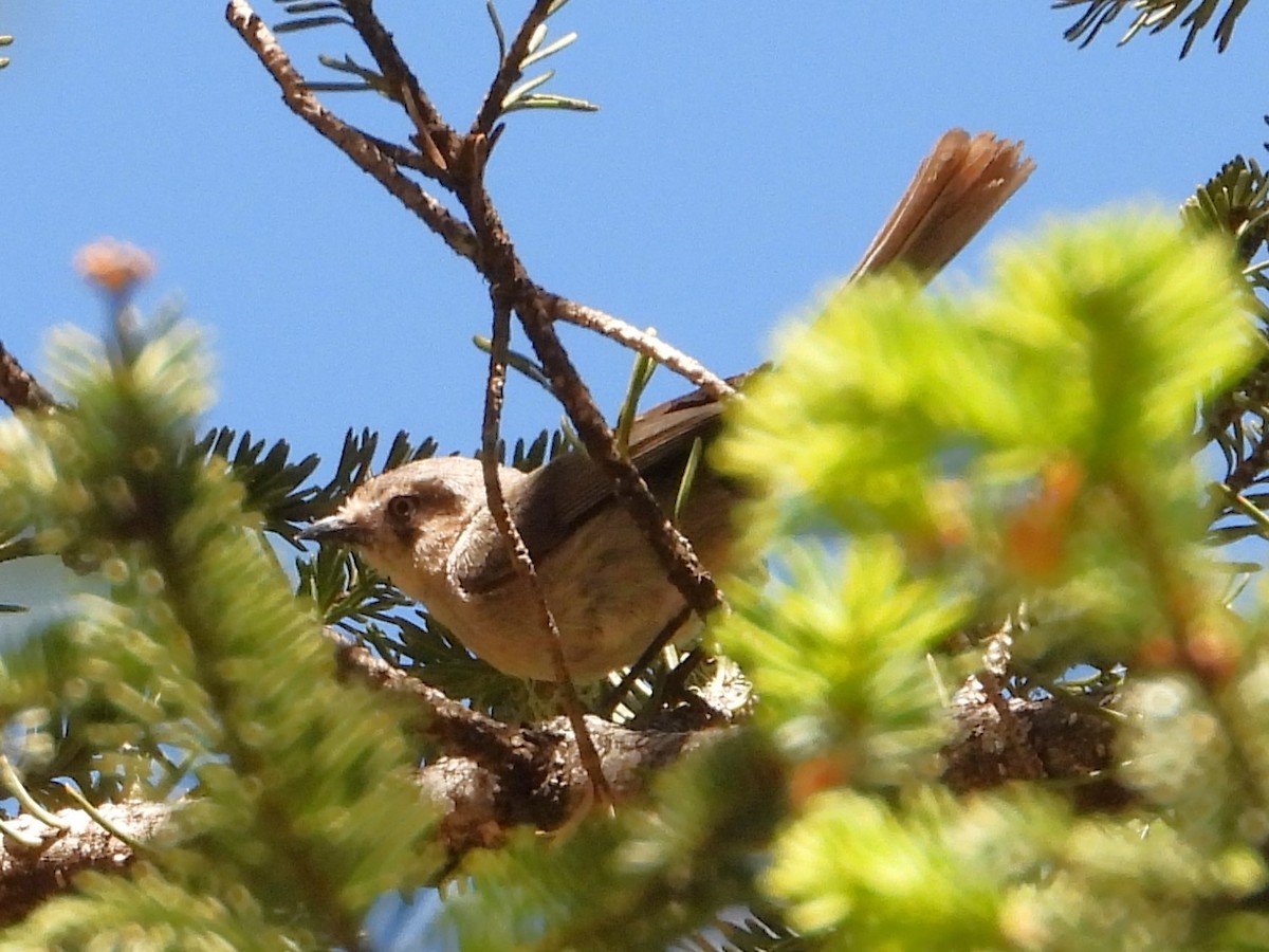 Bushtit - Rocío Reybal 🐦