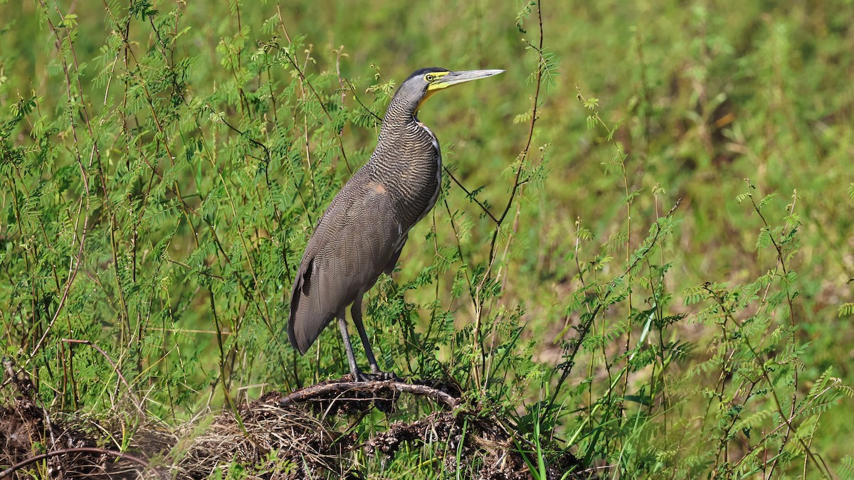 Bare-throated Tiger-Heron - ML618627344