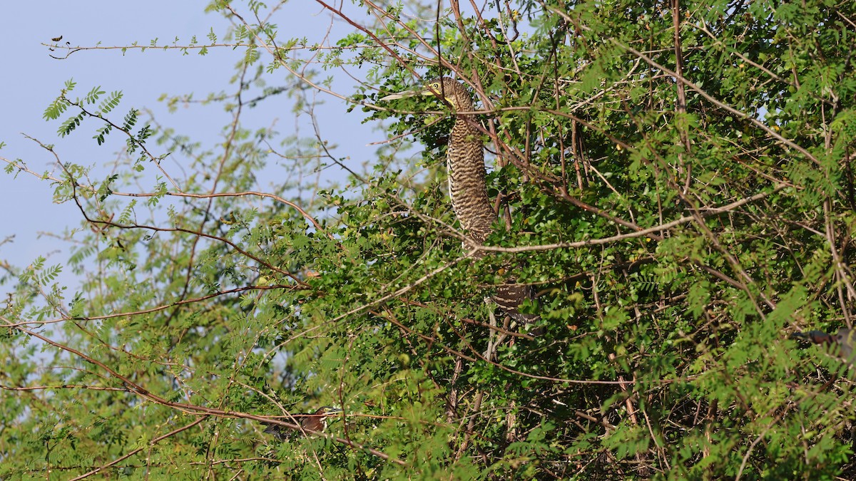 Bare-throated Tiger-Heron - ML618627345