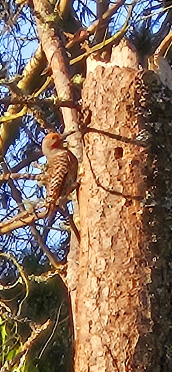 Northern Flicker - ML618627362