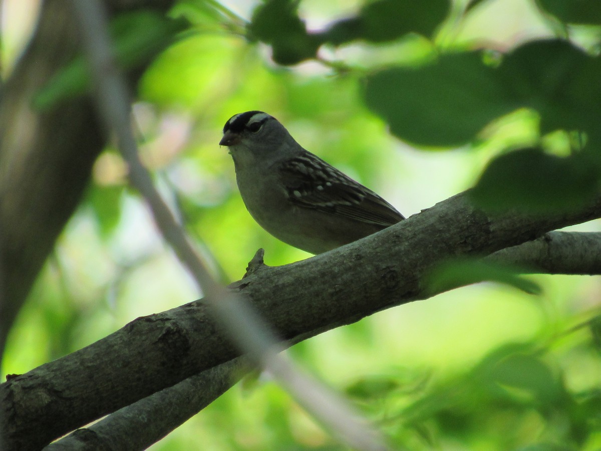 White-crowned Sparrow - ML618627374