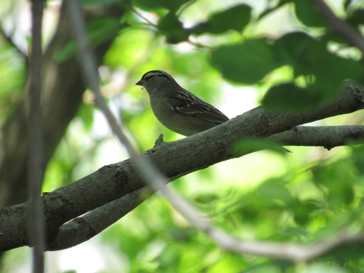 White-crowned Sparrow - ML618627375