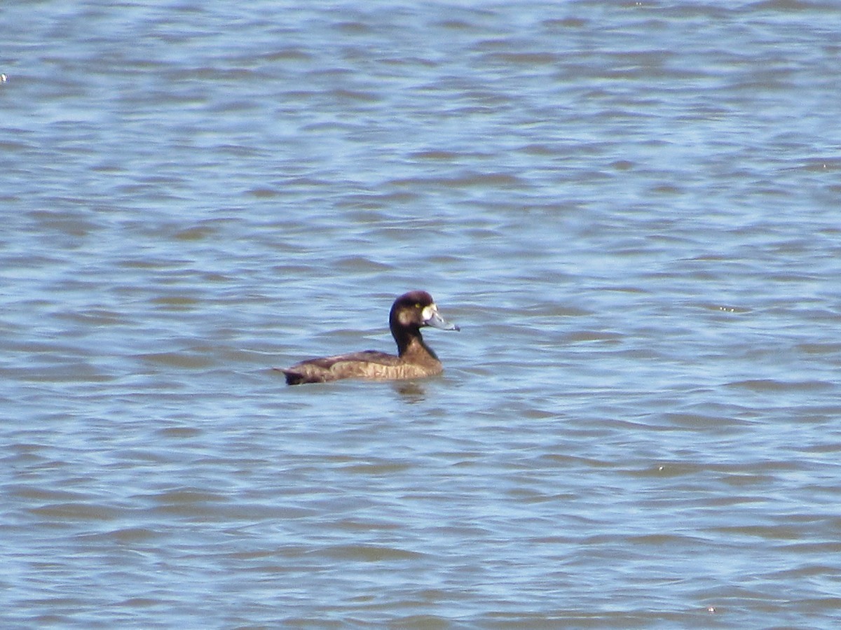 Greater Scaup - ML618627397