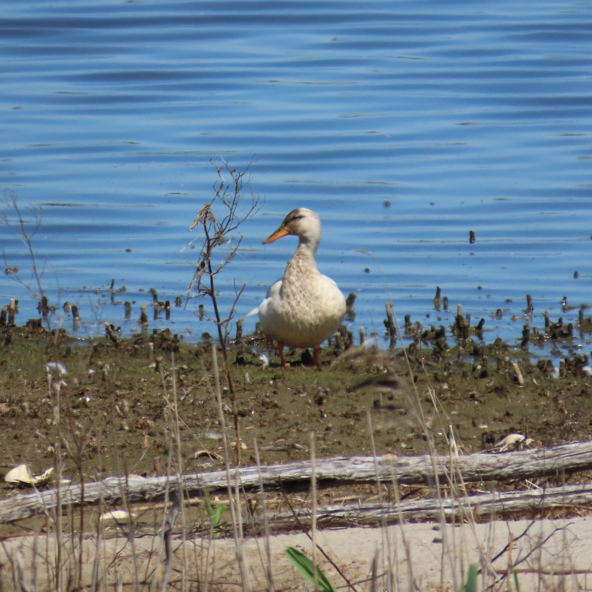 Mallard - ML618627418