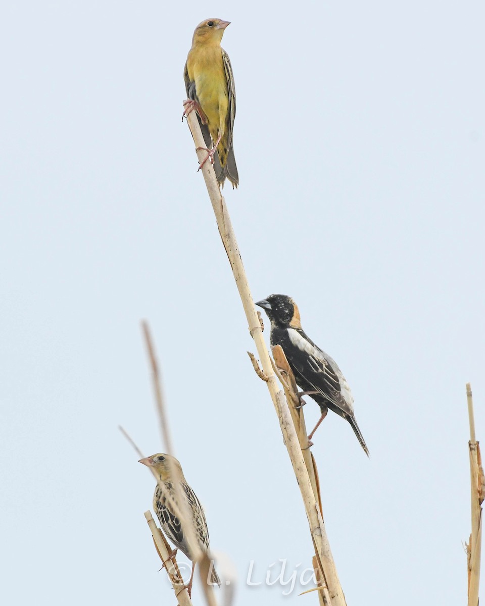 Bobolink - Lorri Lilja