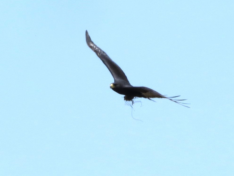 Zone-tailed Hawk - Timothy Fennell