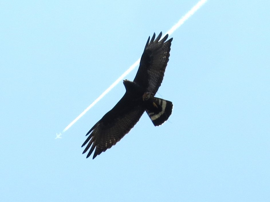 Zone-tailed Hawk - Timothy Fennell