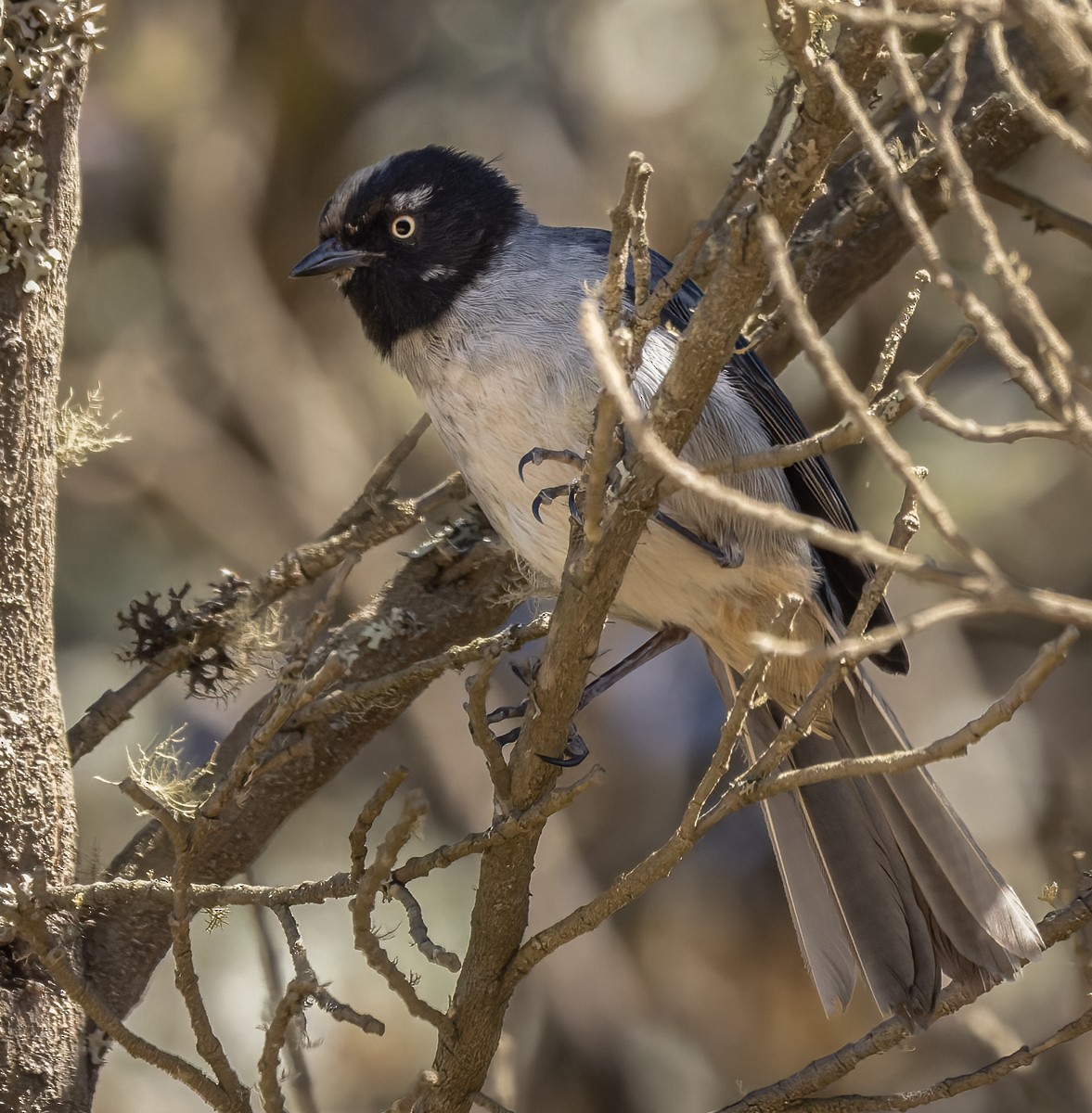 Black-headed Hemispingus - ML618627487