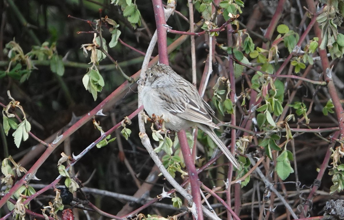 Brewer's Sparrow - ML618627492