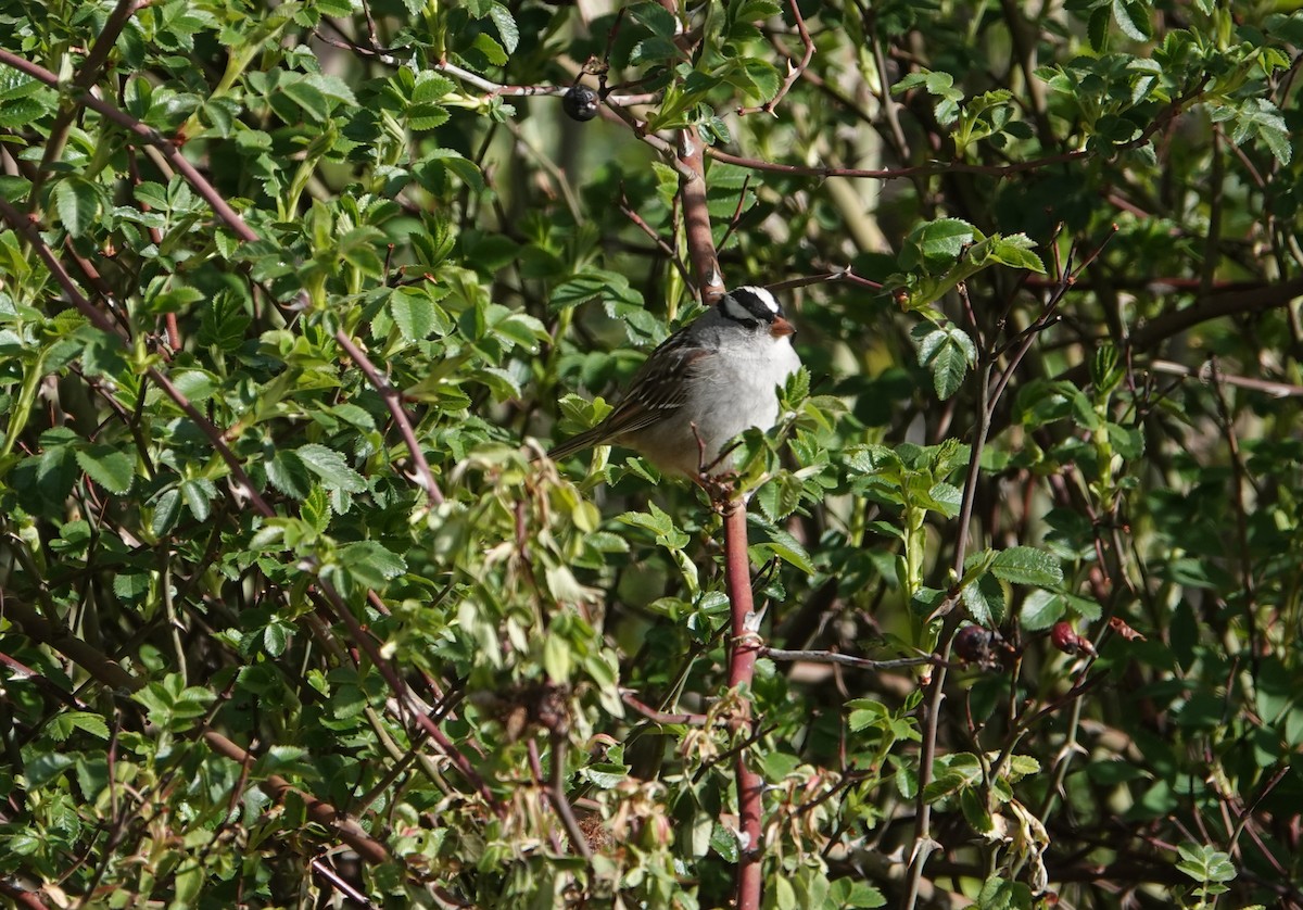 White-crowned Sparrow - Danette Henderson