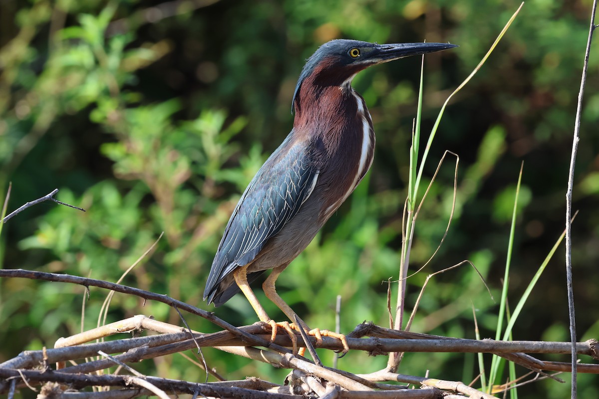 Green Heron - ML618627548