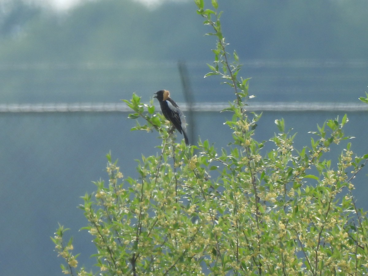 bobolink americký - ML618627597