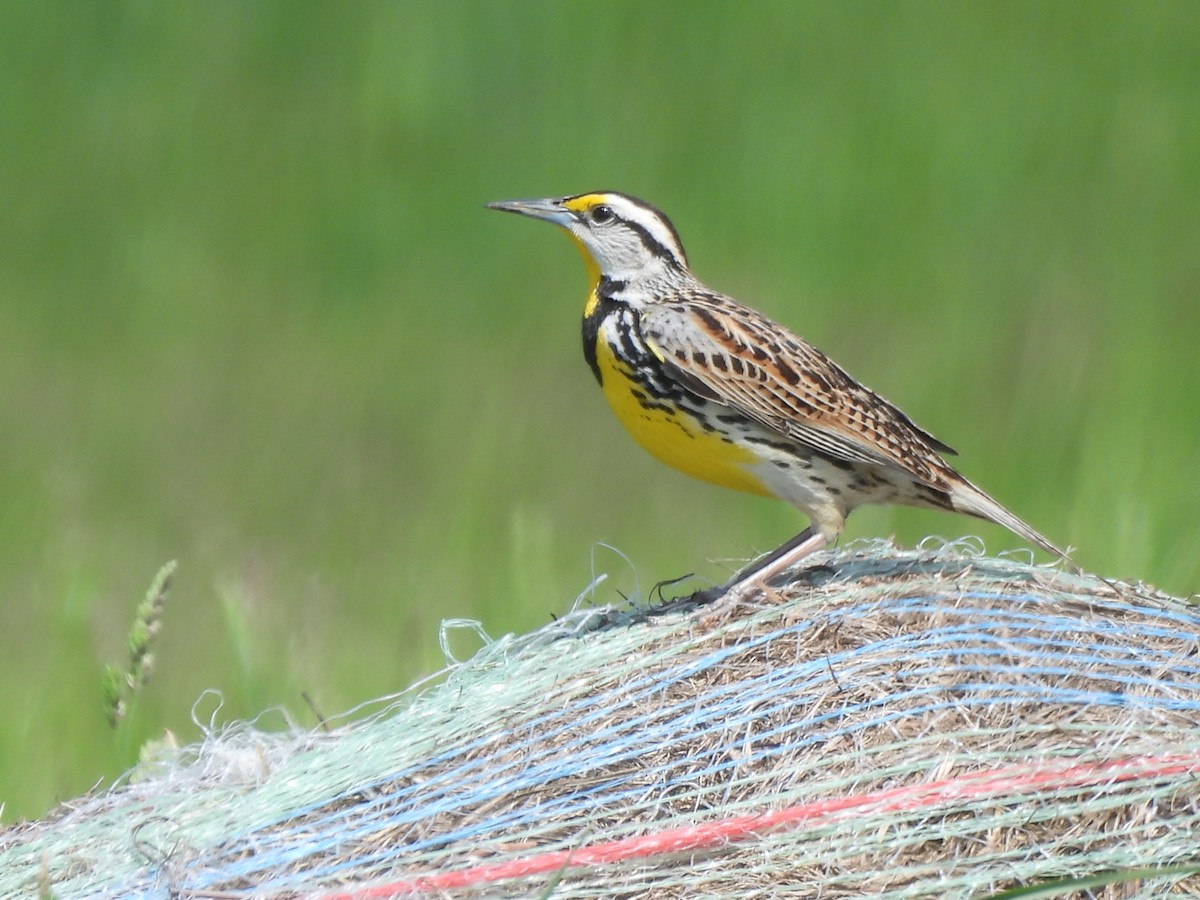 Eastern Meadowlark - ML618627601