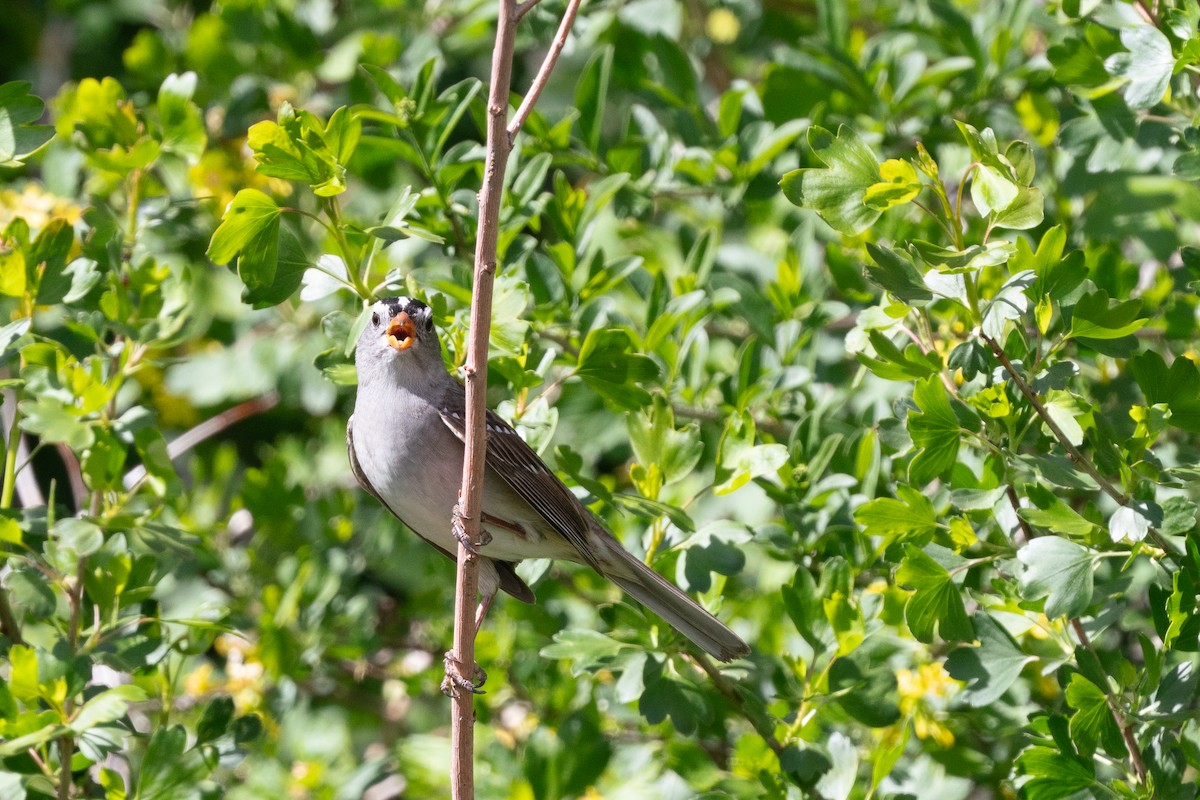 White-crowned Sparrow - Alex Kessock