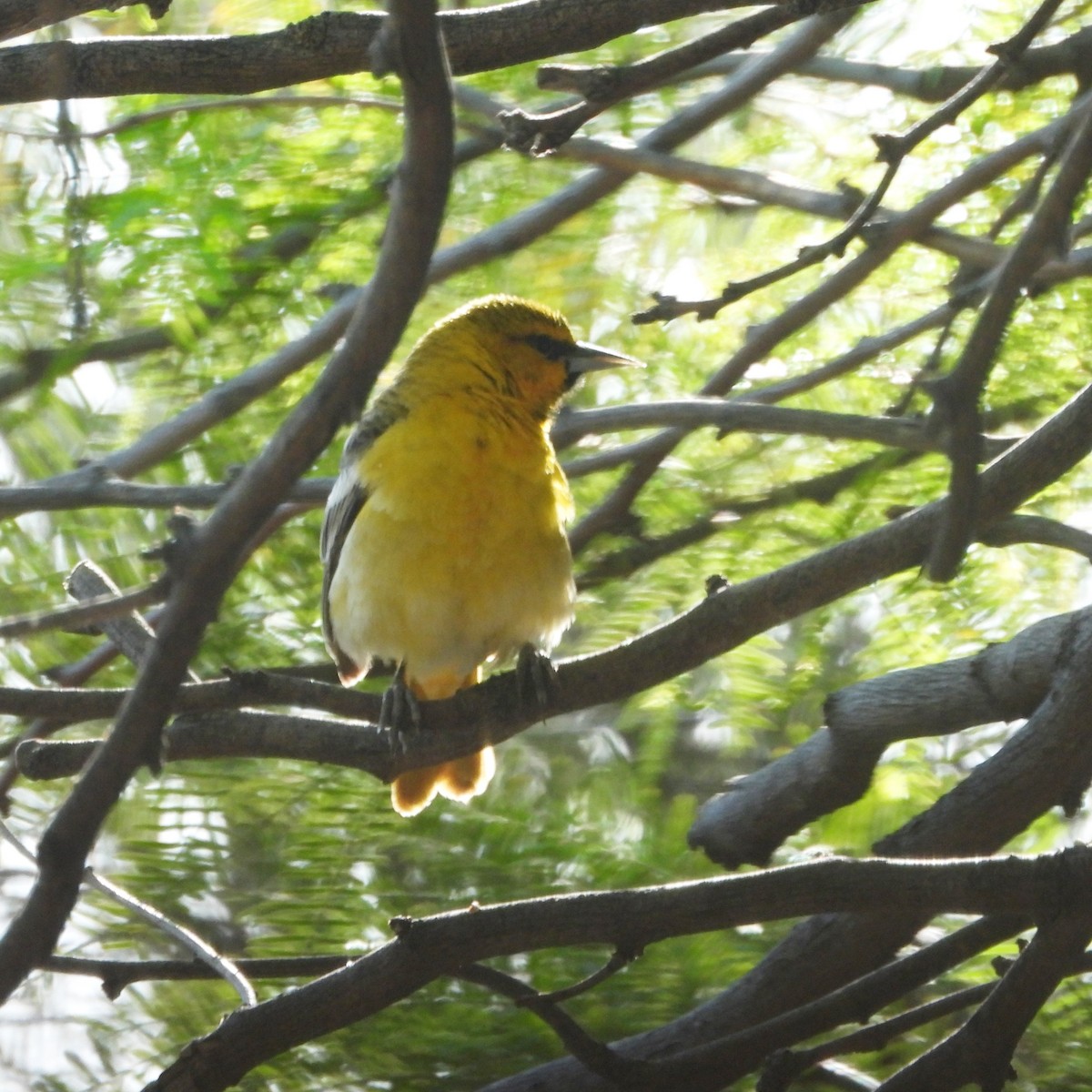 Bullock's Oriole - Pam Griffin