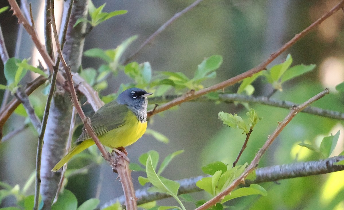 MacGillivray's Warbler - Roger Hoffman