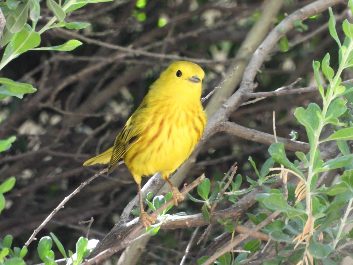 Yellow Warbler - Pam Griffin