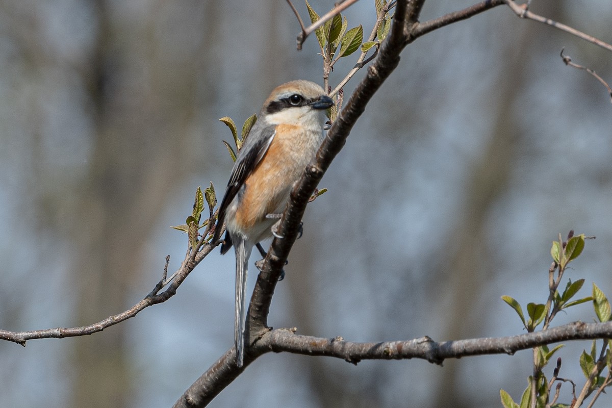 Bull-headed Shrike - ML618627745