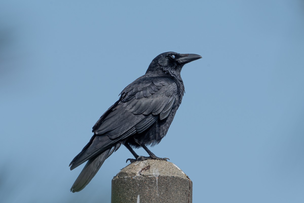 Carrion Crow - ML618627748