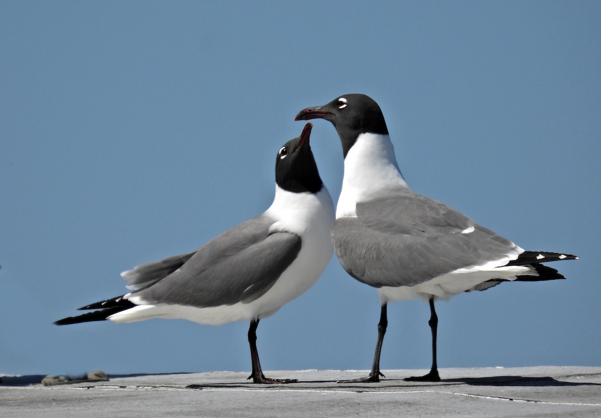 Laughing Gull - ML618627754