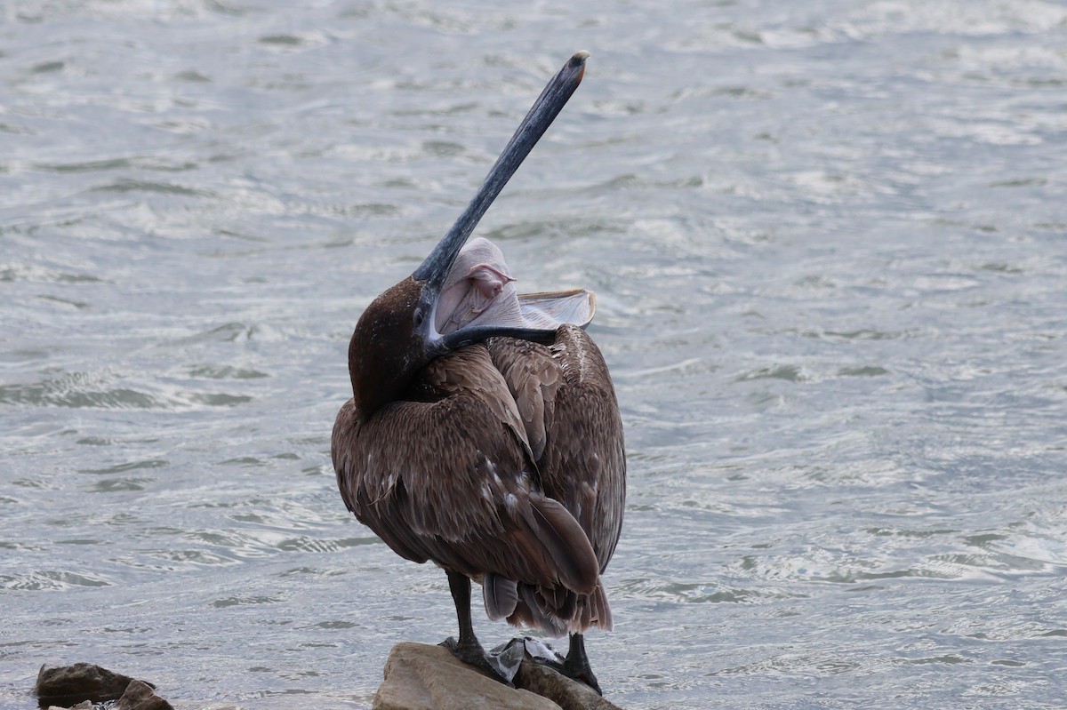 Brown Pelican - Tricia Vesely